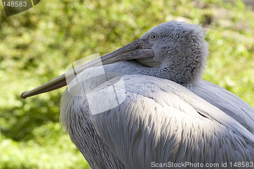 Image of White pelican I