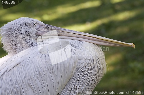 Image of White pelican III