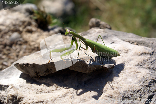 Image of Mantis