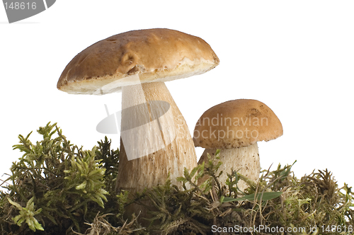 Image of mushroom