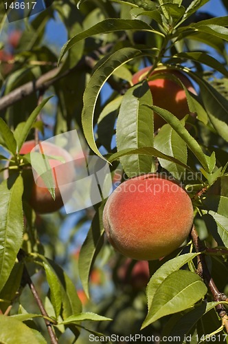 Image of peaches