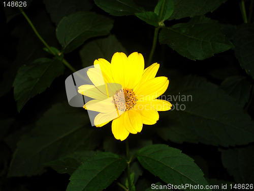 Image of flower 2