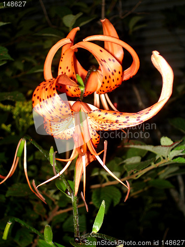 Image of tigerlily