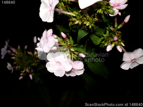 Image of flowers