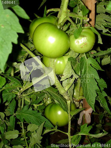 Image of tomatos 2