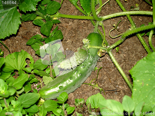 Image of cucumber