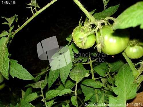 Image of tomatos