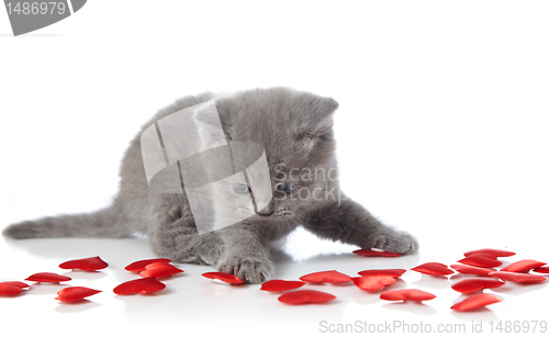 Image of kitten and decorative hearts