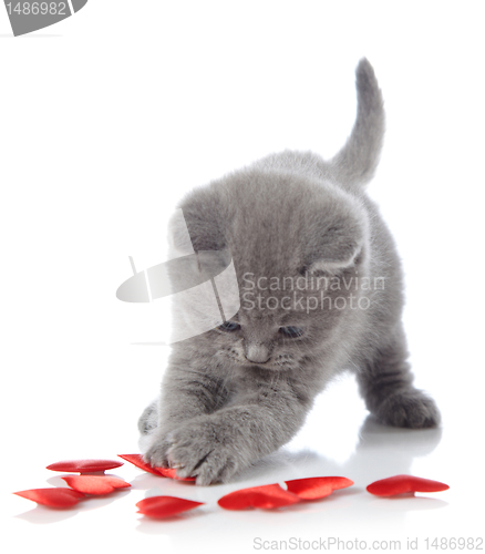 Image of kitten and decorative hearts