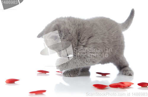 Image of kitten and decorative hearts