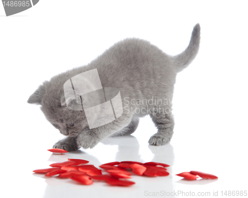 Image of kitten and decorative hearts