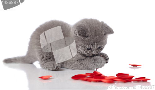 Image of kitten and decorative hearts