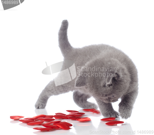 Image of kitten and decorative hearts
