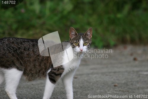 Image of Norwegian Forestcat_1_22.08.2006