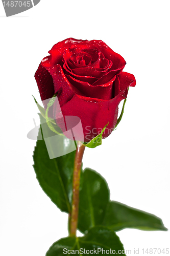 Image of flower of a rose