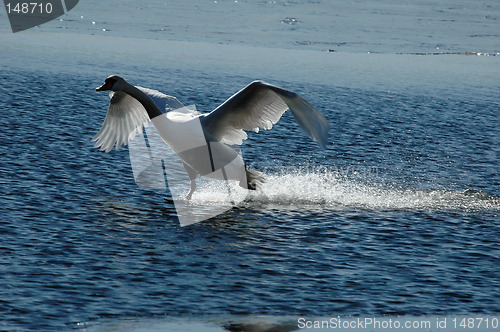 Image of Waterskiing ?