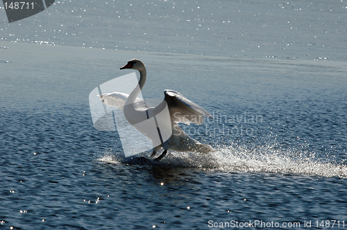 Image of Waterskiing ?