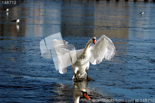 Image of Swan on ice