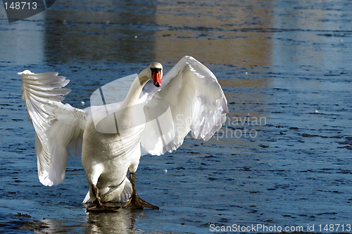 Image of Swan on ice
