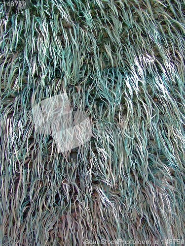 Image of Fur texture