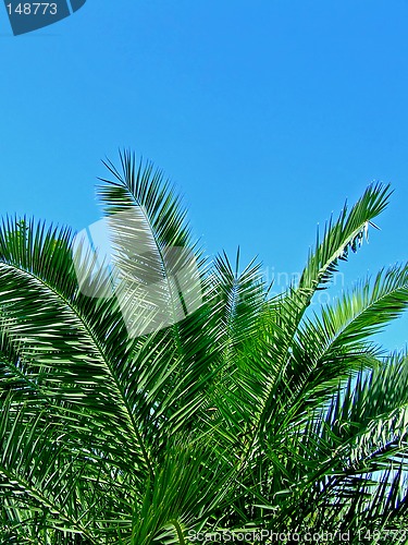 Image of Palm tree