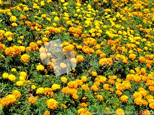 Image of Yellow field