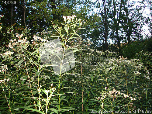 Image of flowers