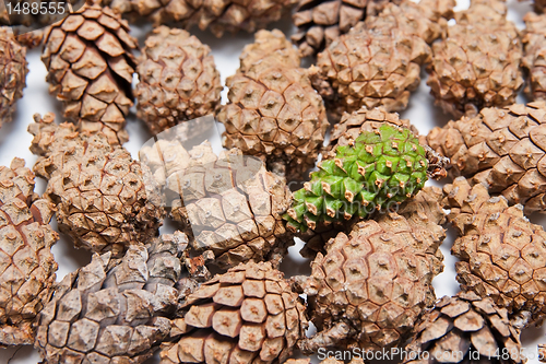 Image of Pine cones