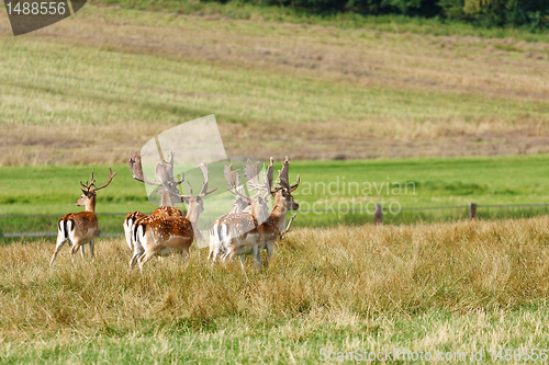 Image of Herd of fallow deer