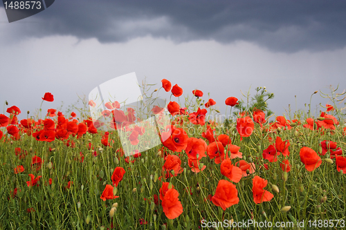 Image of Field of poppies