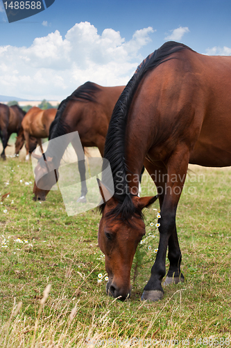 Image of Herd of Horses 