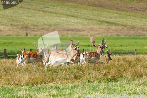 Image of Herd of fallow deer