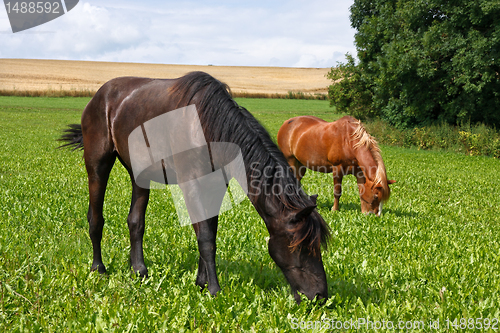 Image of Grazing horses