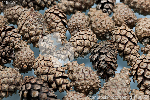 Image of Pine cones