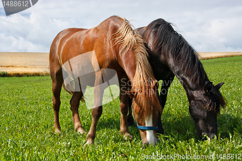 Image of Grazing horses