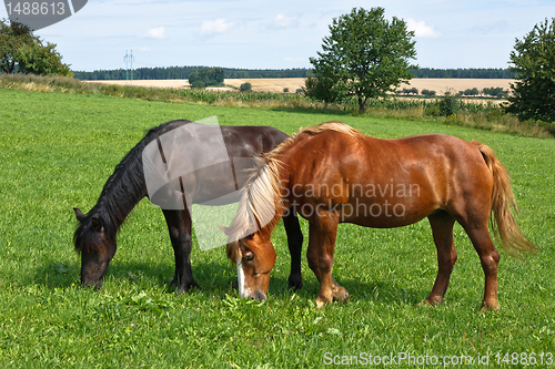 Image of Grazing horses