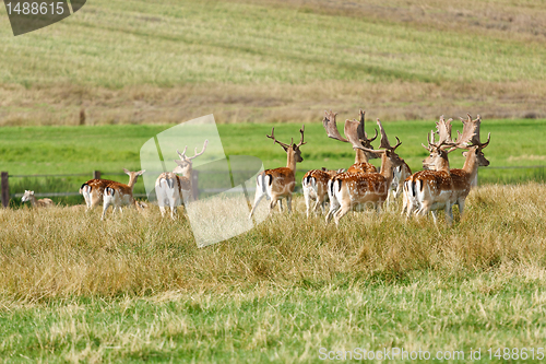 Image of Herd of fallow deer