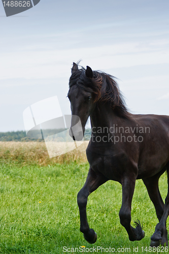 Image of Friesian horse
