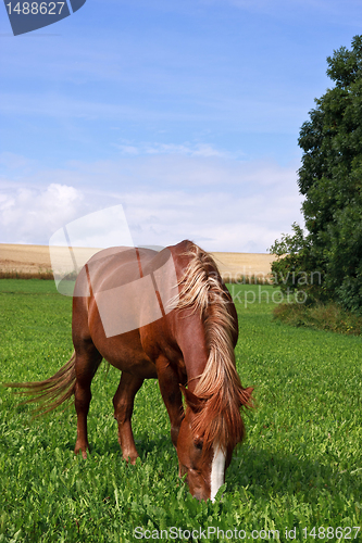 Image of Grazing horse 