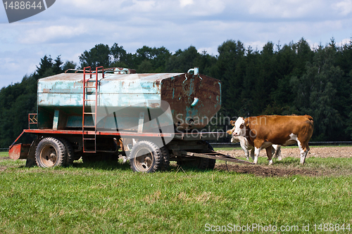 Image of Dairy cows and water tank