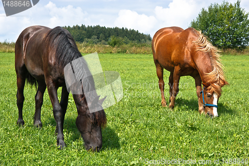 Image of Grazing horses