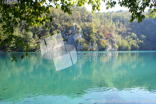 Image of Trees and lake with fish