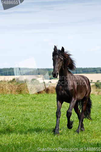 Image of Friesian horse