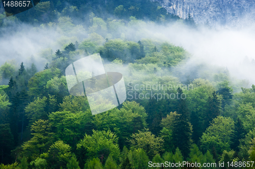 Image of Gorgeous green forest in the fog