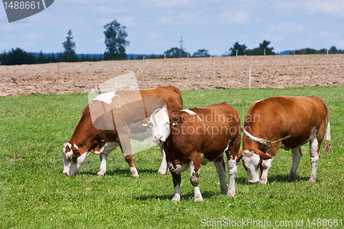 Image of Dairy cows