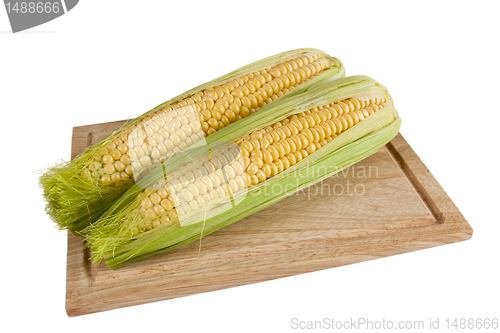 Image of Ear of Corn