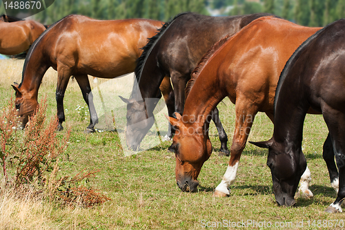 Image of Herd of Horses 