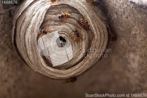 Image of Wasp Nest