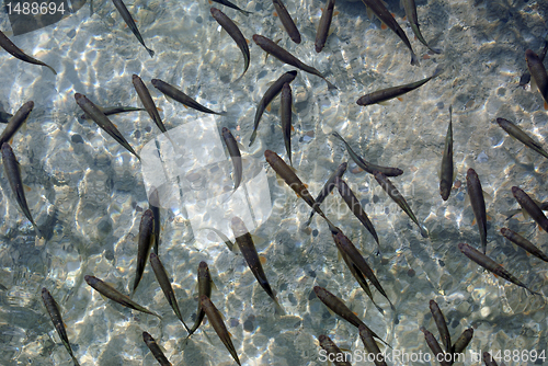 Image of Fish