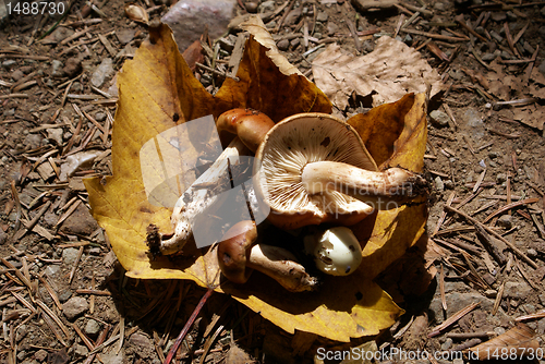 Image of Mushrooms